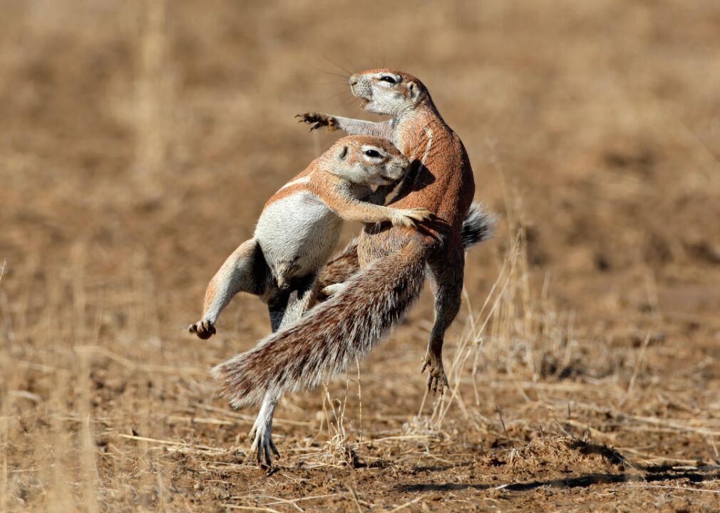 Squirrels